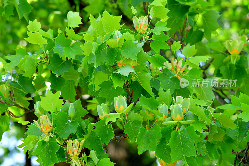 郁金香树/鹅掌郁金香/黄色流行:花